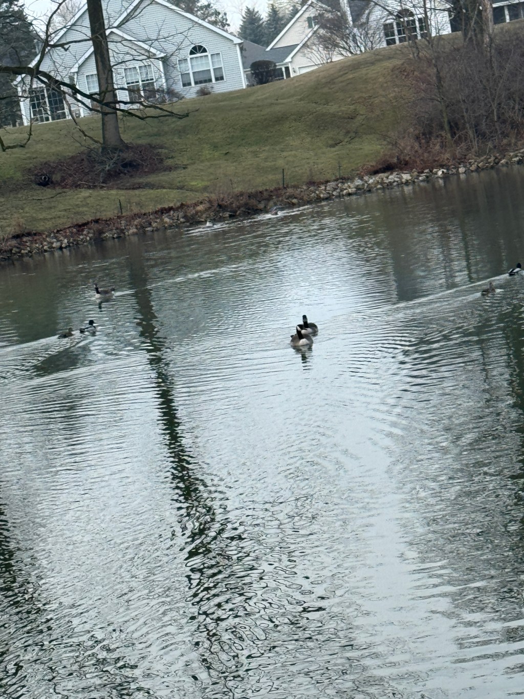 Don’t Blame the&nbsp;Geese!